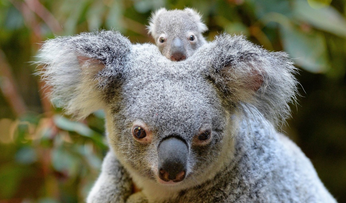Australian Geographic