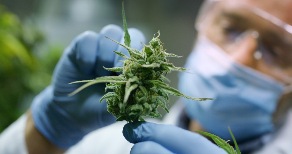 美國一個專為大麻產品撰寫評論的網站「American Marijuana」,早前在官網上公開招聘「大麻產品試吸員」。