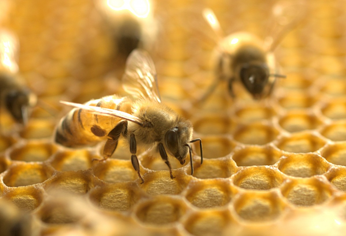 歐洲蜜蜂(Apis mellifera)如今遍佈全球,是許多藥用產品的來源。