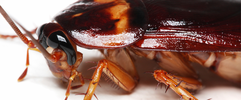Pest World for Kids