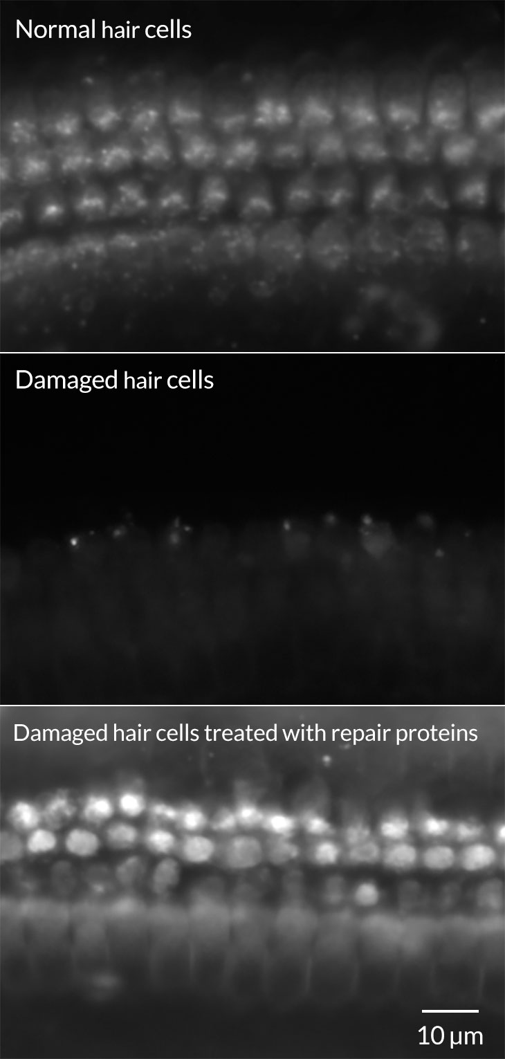 JOURNAL OF EXPERIMENTAL BIOLOGY