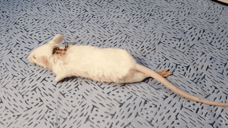 Konkuk University, Korea