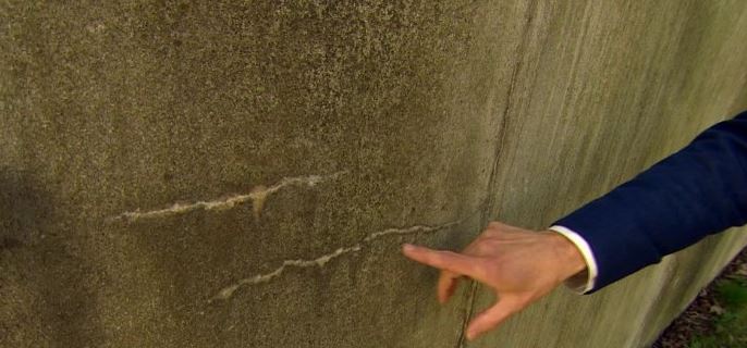 The Green Optimistic