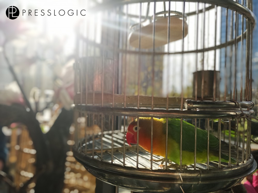 PressLogic 電影人像模式逆光拍攝