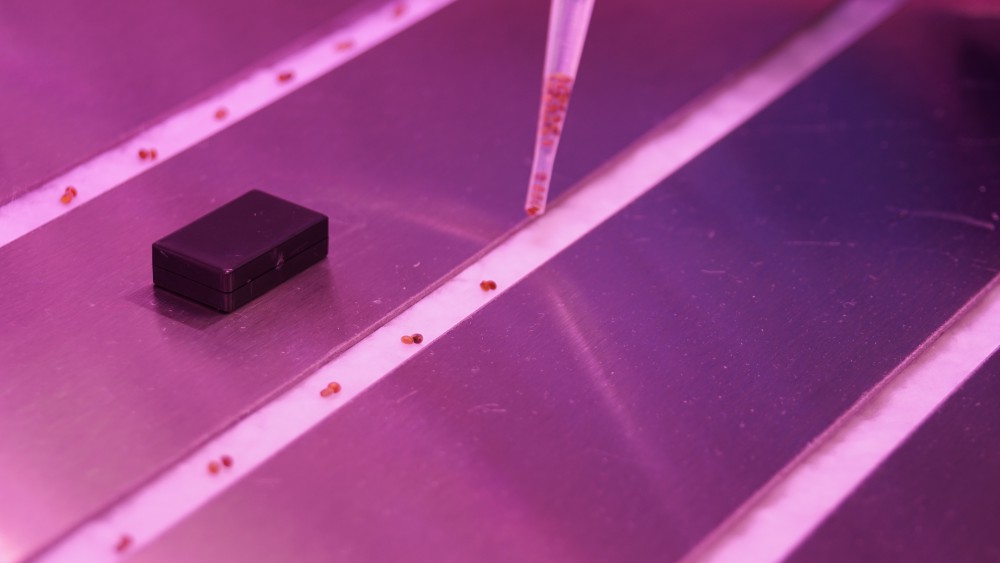 26238606168_fd5a124425_o