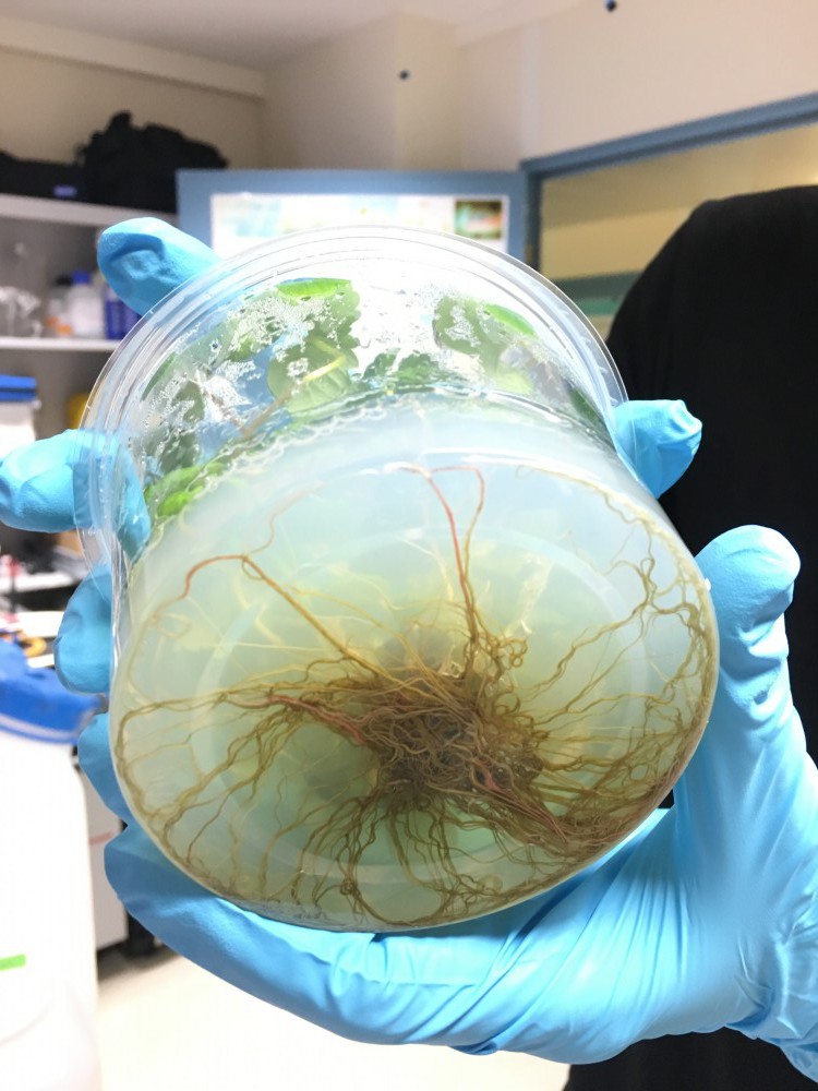 26238610918_e29a2befb4_o