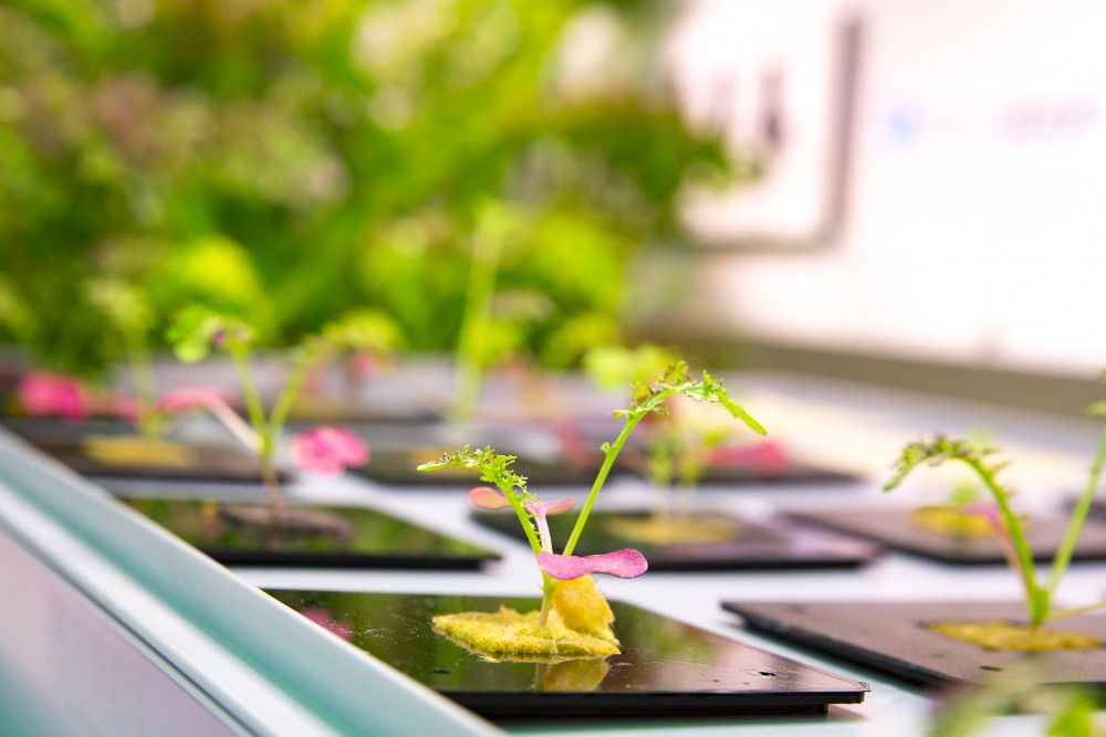 34853331044_1fd1219280_o