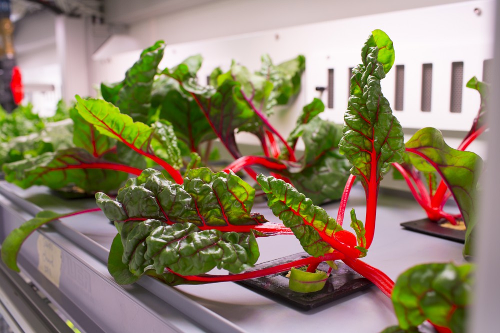 34853337934_1851d574c8_o