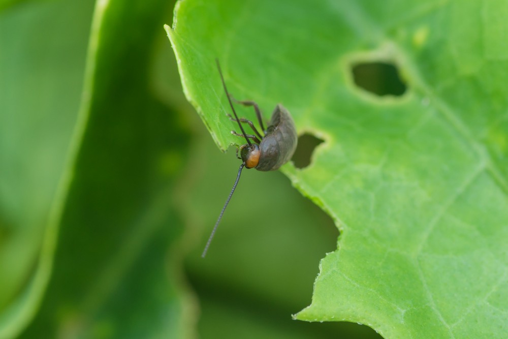 shutterstock_346944110