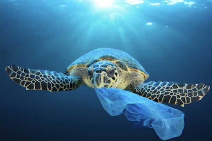 海龜 海洋 污染 塑膠