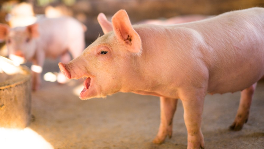 shutterstock_1009757008