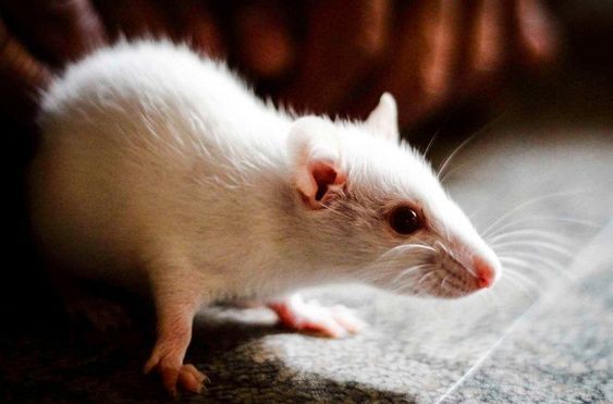 研究發現,學會開車的老鼠,要比不會開車的老鼠要來的放鬆、壓力指數也相對較低。