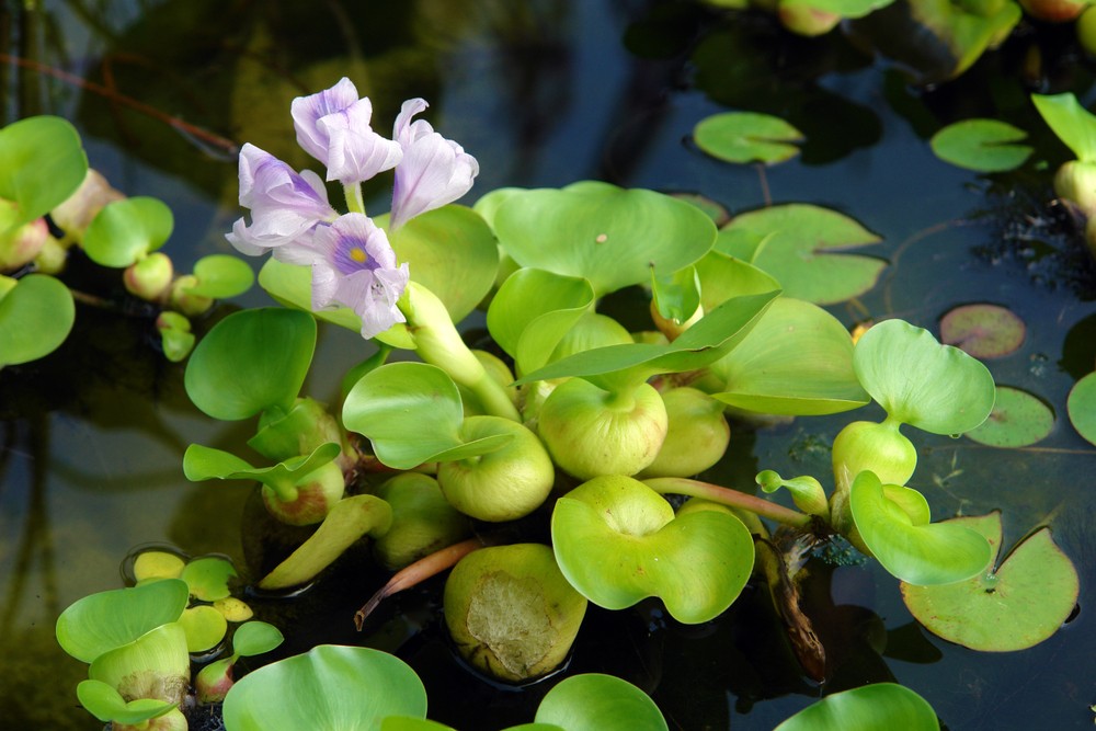 布袋蓮 池塘 湖面