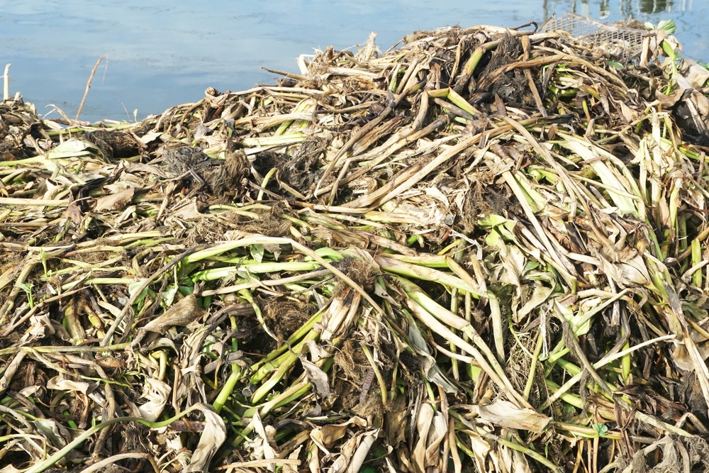 Eichhornia crassipes 布袋蓮 死亡