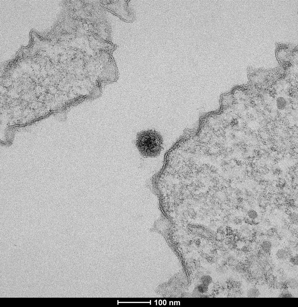 bioRxiv