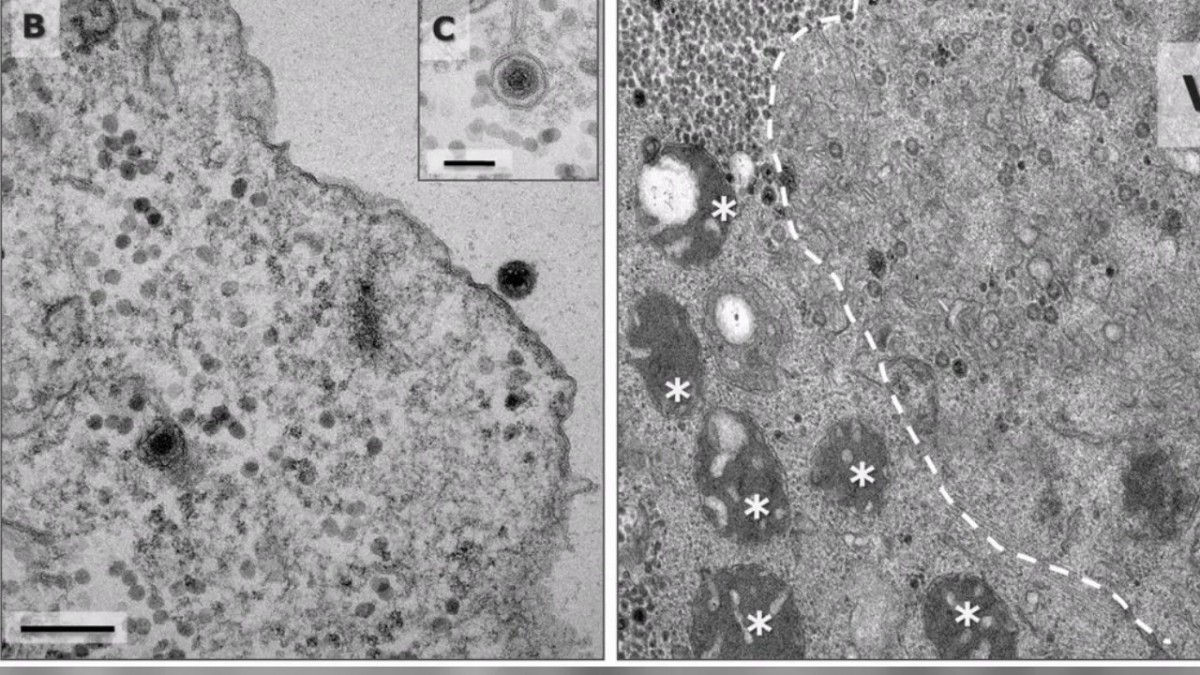 bioRxiv