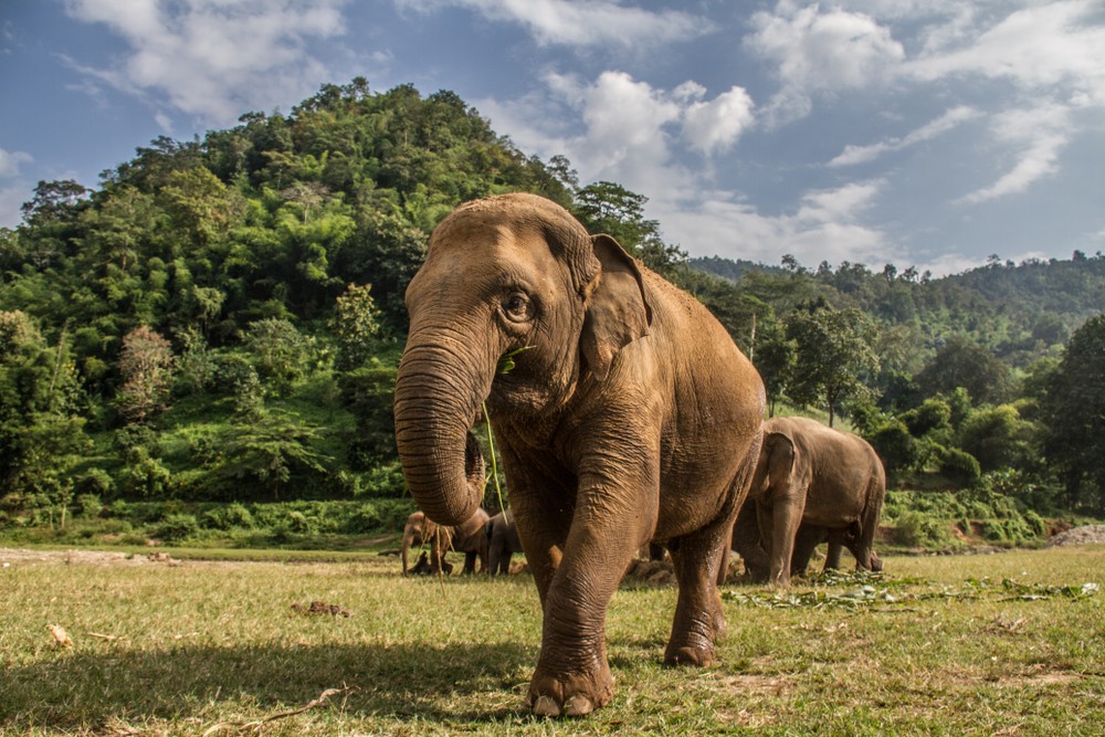 elephantthailand