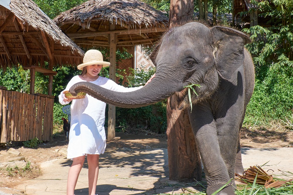 elephantthailand