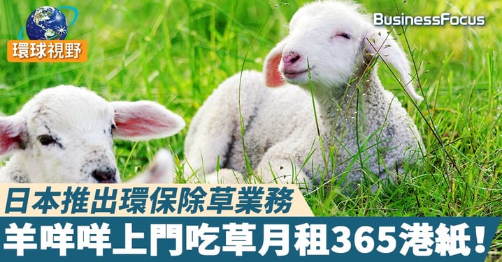 【環保除草】日本推出環保除草業務 羊咩咩上門吃草月租365港紙！