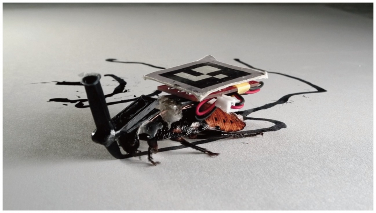 Digital Nature Group