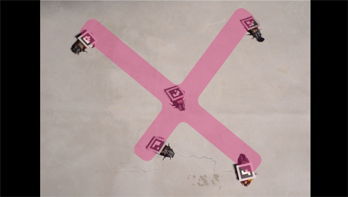 Digital Nature Group