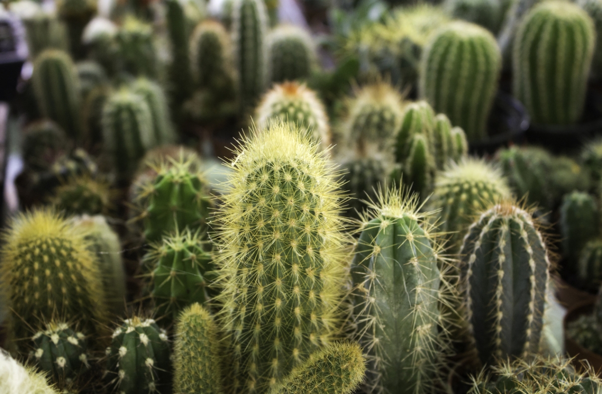 iStock-912142406