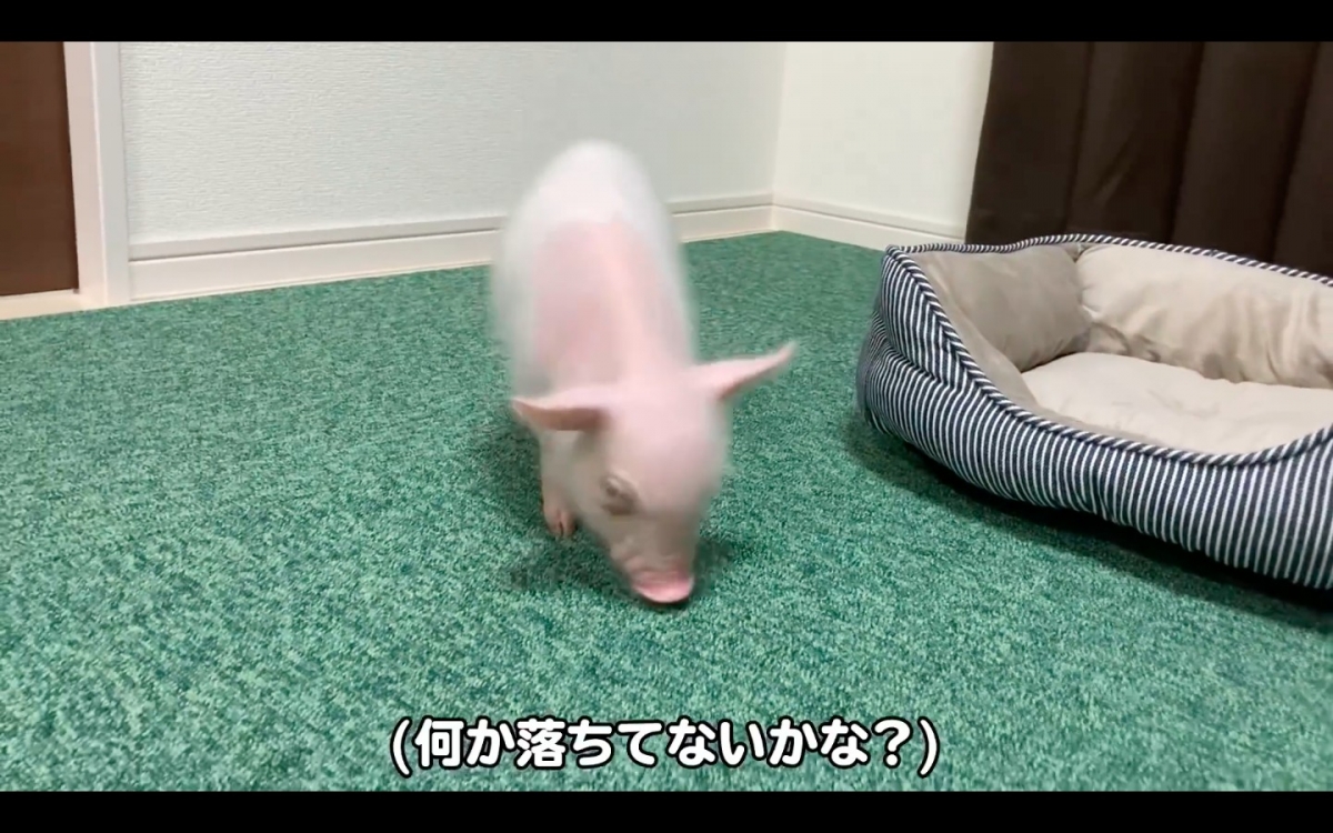 「五花肉」的飼主自5月25日起,每日都會上傳與「五花肉」的日常影片,吸引超過100千網友關注。