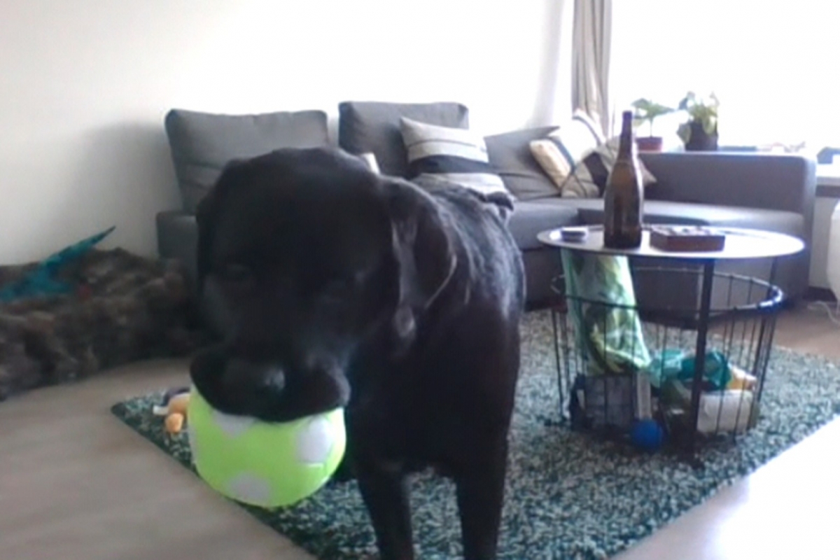 DogPhone的外觀有如一般的玩具球,只要寵物移動裝置就會自動發送訊號至電腦,並向主人發起視訊通話。