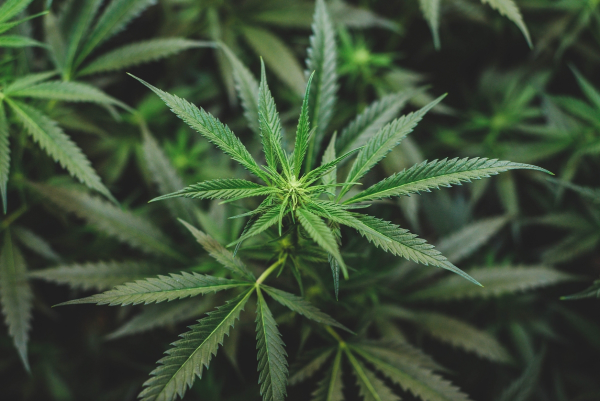 泰國日前正式將大麻從毒品管制名單中移除,成為東南亞地區中首個大麻合法化的國家。