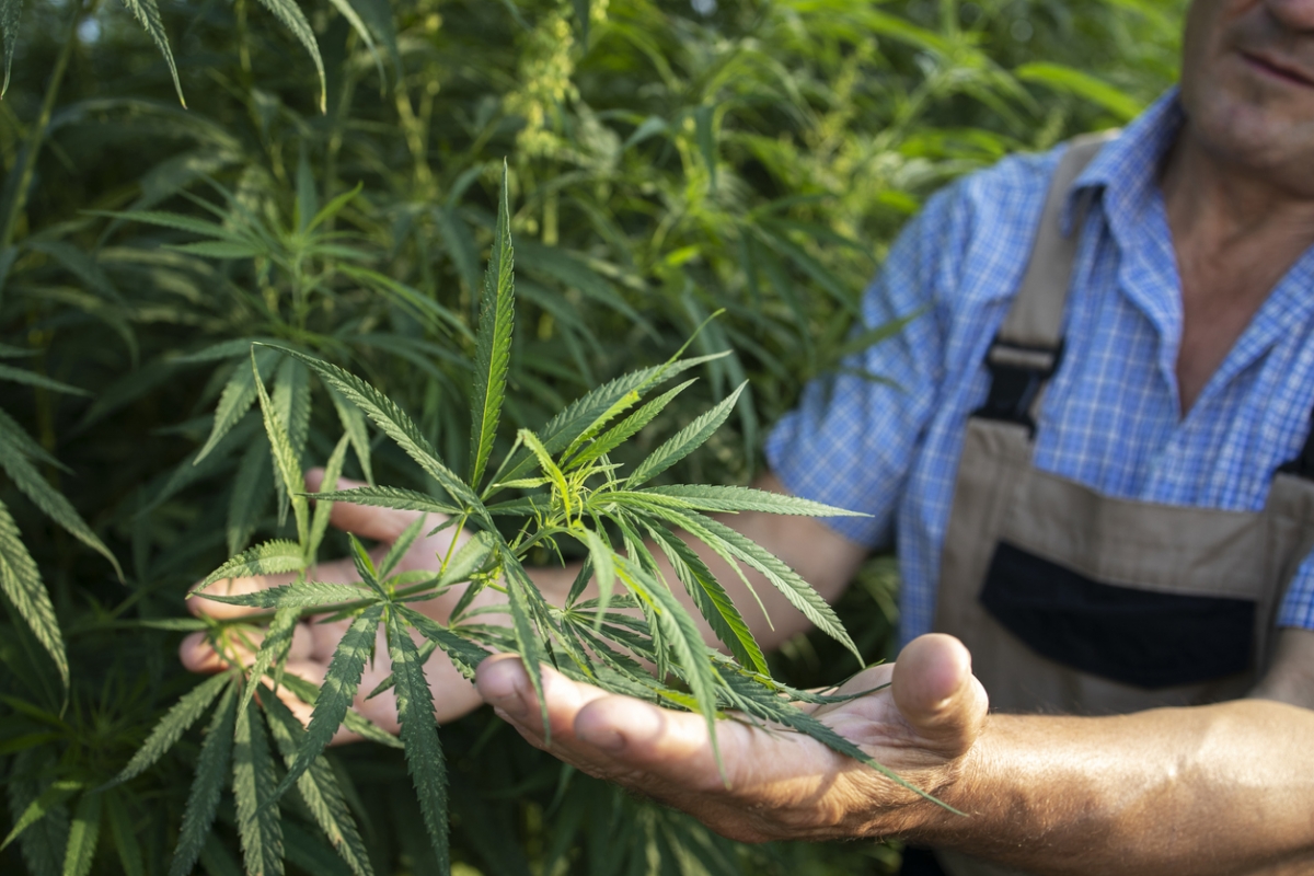 衛生部長阿努廷與所屬政黨過去長期積極推動大麻合法化,近年亦紛紛推出各項政策推動大麻成為泰國經濟作物之一。