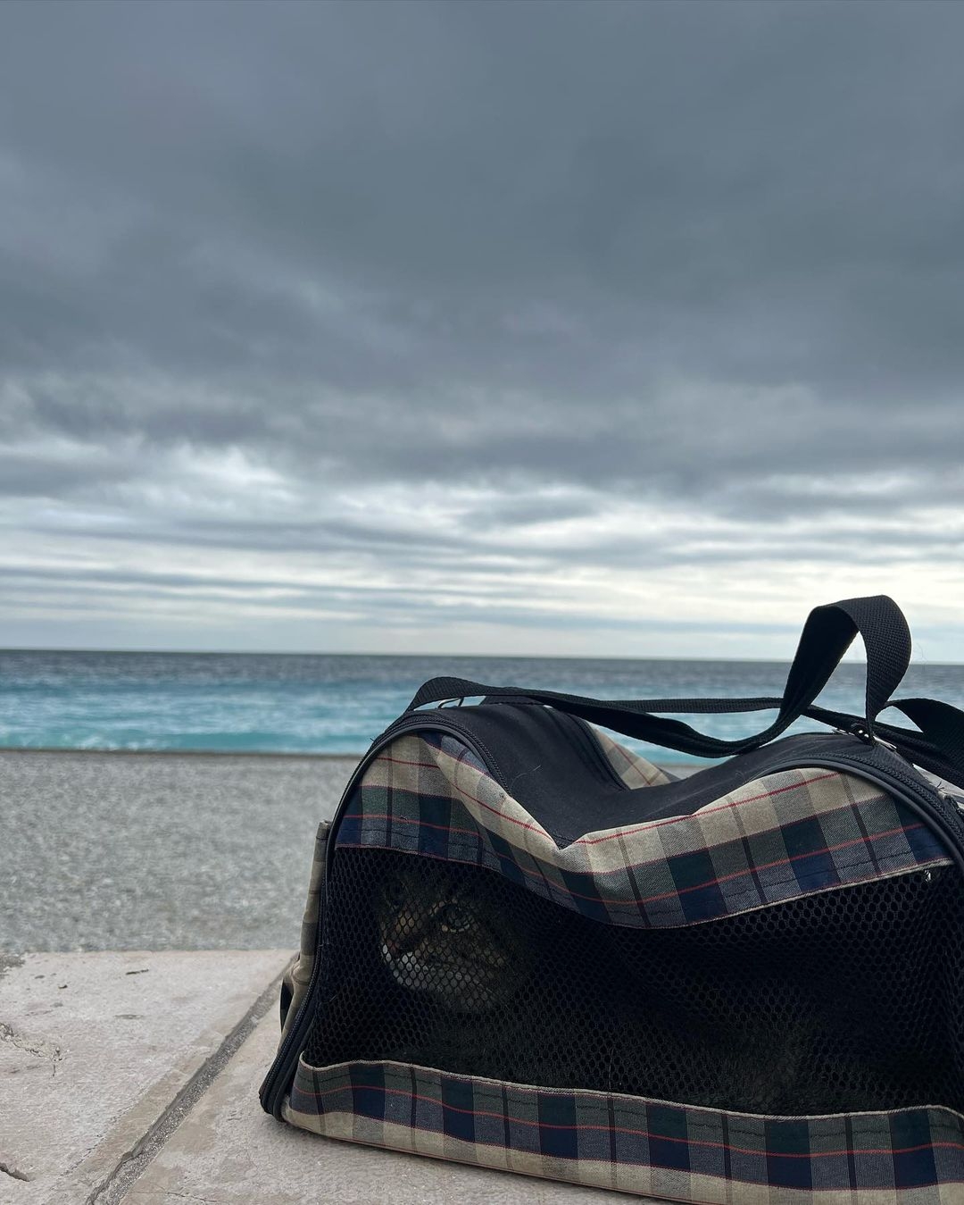 在多方的協助下,Stepan與其飼主已從哈爾科夫穿越波蘭邊境安全抵達法國。