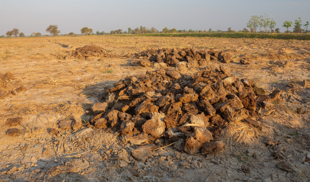 對當地貧困的農民而言，通過大量售賣牛糞還能獲得豐厚的回報。