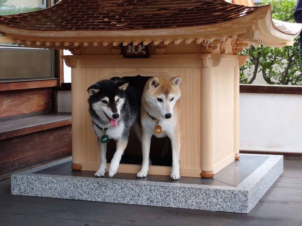 不過，「犬殿」並一般人家負擔得起，一棟售價就高達15萬美元。