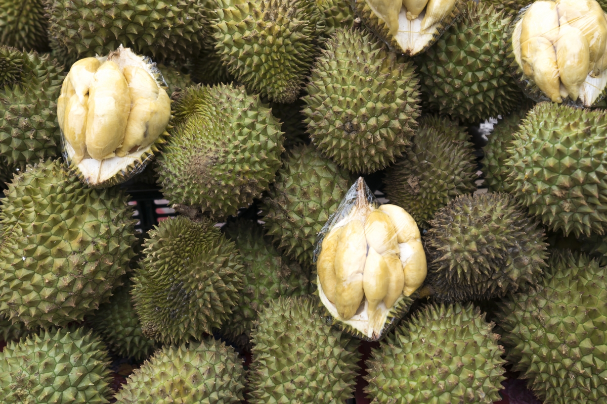 本月早些時候,中國從柬埔寨進口冷凍榴槤的試點計劃已啟動,第一批重達50噸榴槤已經運抵中國。