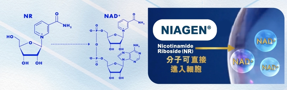 研究發現,補充NIAGEN®(煙醯胺核糖苷,NR)這種NAD +前體(precursors),有效提升人體NAD +水平。