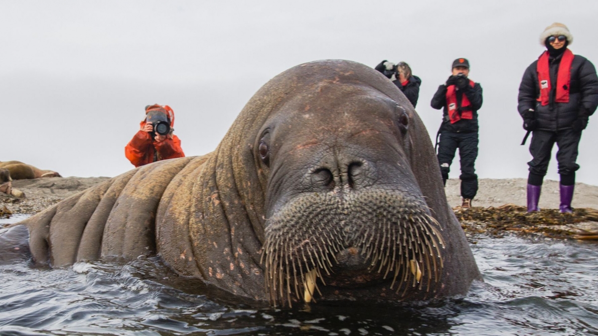 挪威當局14日發佈聲明指,根據過去一週的現場觀察,民眾並未理會官方的建議與Freya保持距離,因此基於Freya對人類安全持續威脅的整體評估,決定周日對Freya採取安樂死。