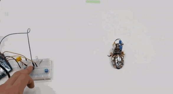 人類只需一鍵按下，訊號就會轉變成電流，促使蟑螂根據刺激方向行動。