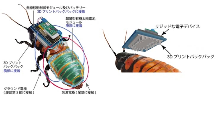 馬達加斯加蟑螂變身成生化蟑螂的關鍵在於科學家為其量身訂做的「背包」