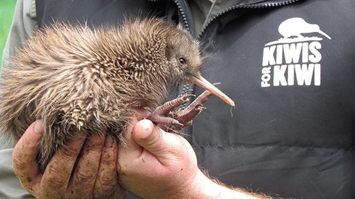 錄取者除了需要負責保護官方近期發現紐西蘭「國鳥」鷸鴕的新物種(Haast tokoeka kiwi),同時也必須密切關注當地海豹與蜥蜴數量,以及進行相關監測工作。