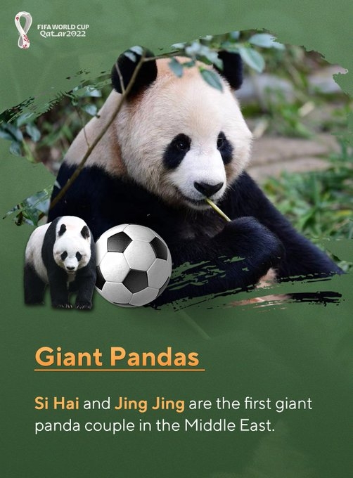 根據華春瑩的帖文,中國參與世盃的範圍包括首對在中東亮相的大熊貓「四海」和「京京」等。