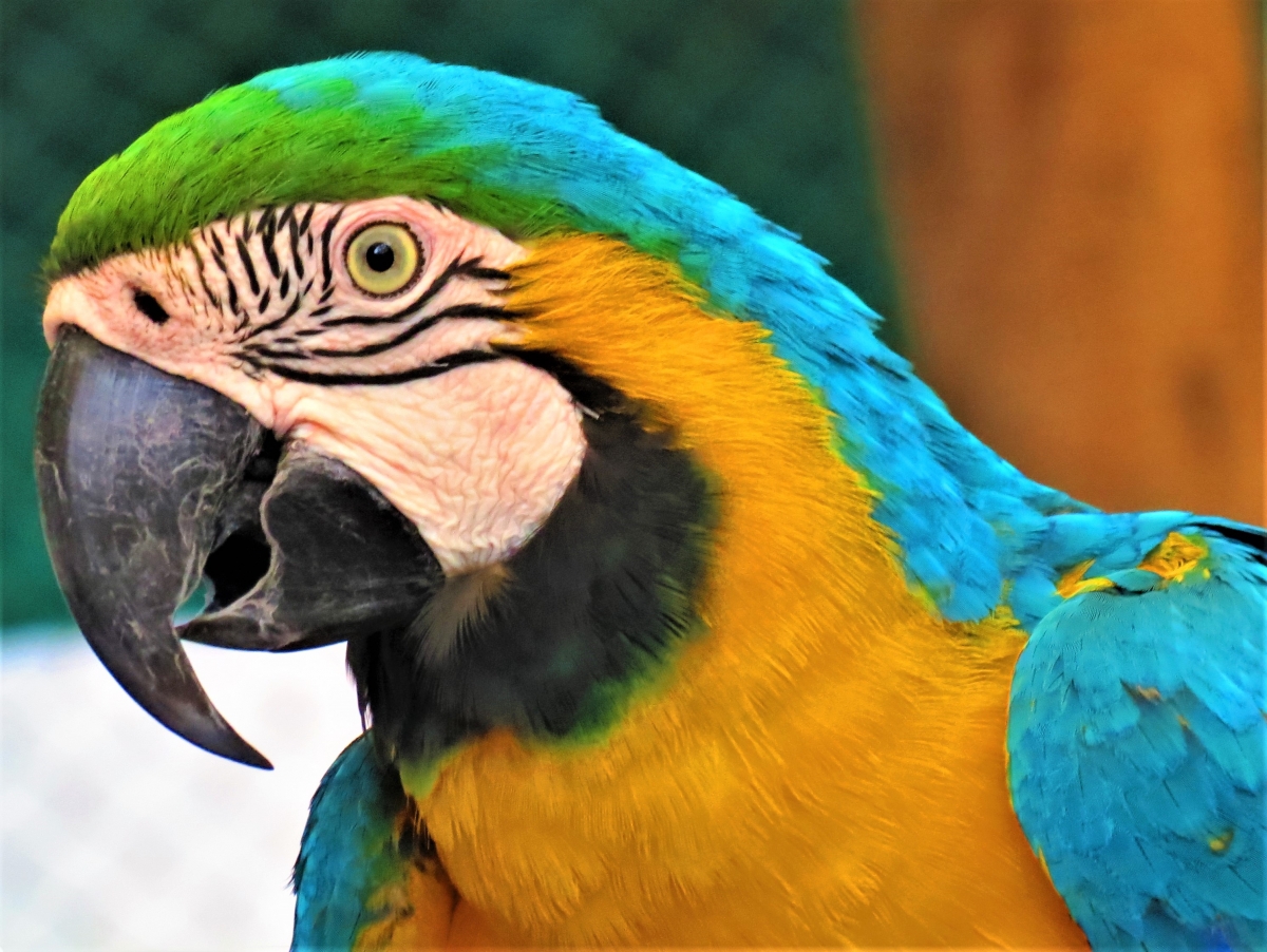 專家指這樣的聊天機器人基本上是「隨機鸚鵡」(Stochastic Parrots),知識僅限於大數據中的統計。