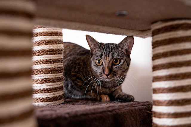 目前官網開放9隻小貓提供領養,多數尚未絕育。