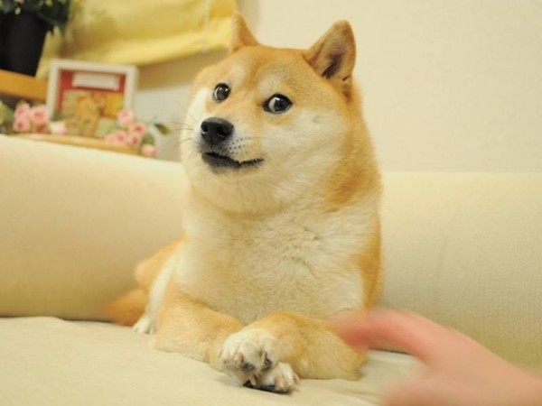 靈感來自日本柴犬Kabosu的迷因幣爆紅。