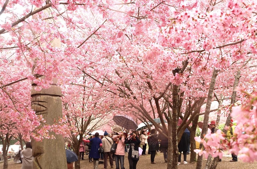 想在春季去日本旅行,可根據櫻花開花期預測調整出國日期。