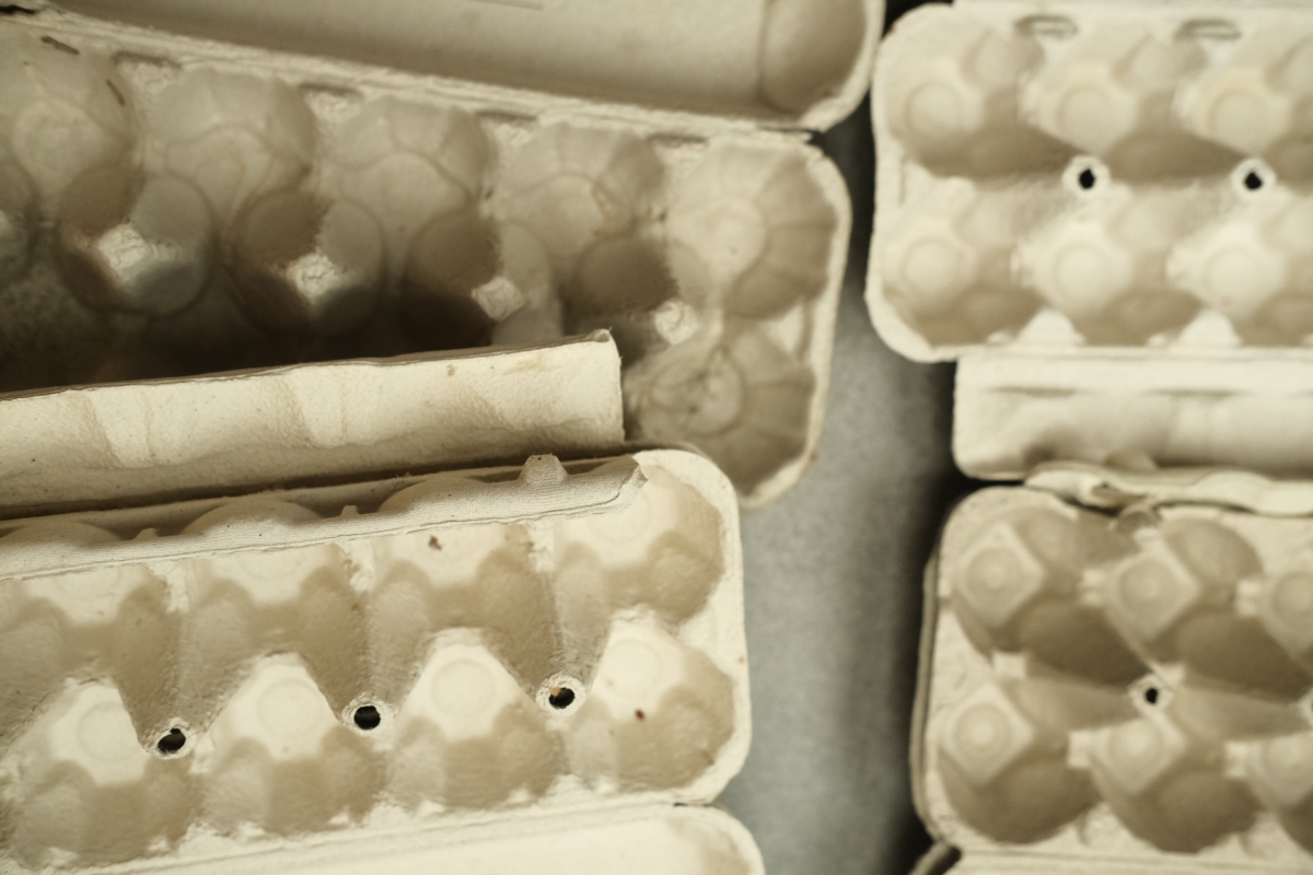 美國史上最嚴重禽流感爆發,受感染鷄群被大量屠殺,導致鷄蛋供不應求,價格飆升。