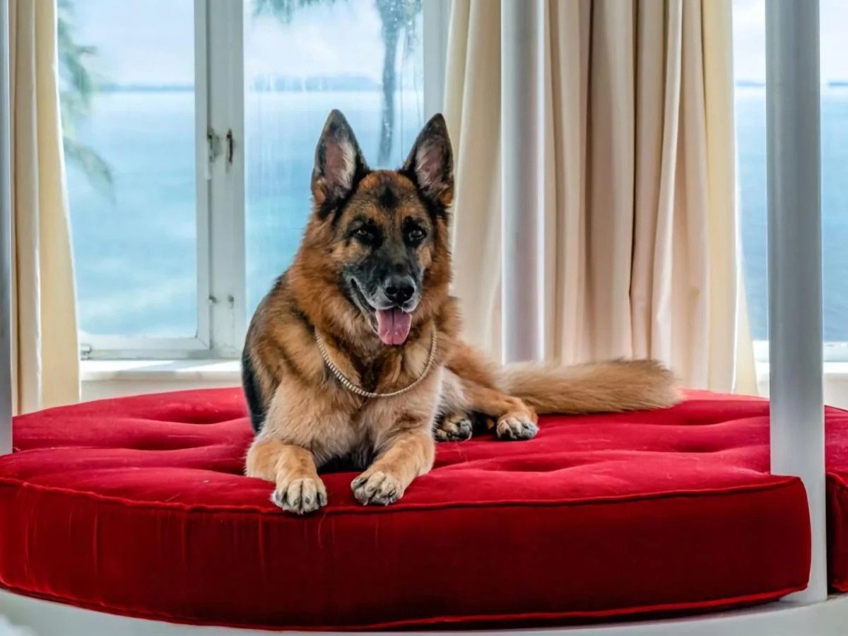 全球富豪寵物第一名是繼承了德國伯爵夫人遺產的德國牧羊犬貢特爾六世(Gunther VI),身價高達5億美元。