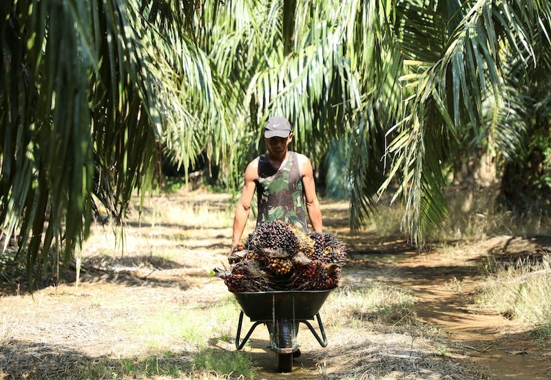 馬來西亞對歐盟的棕油出口量自2015年起逐漸減少,2022年出口量達147萬噸。