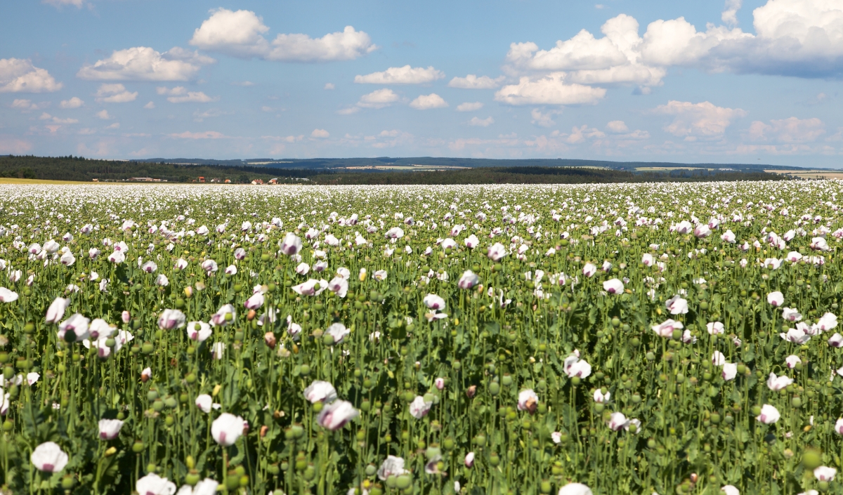聯合國報告估計,緬甸罌粟種植地已達401平方公里。