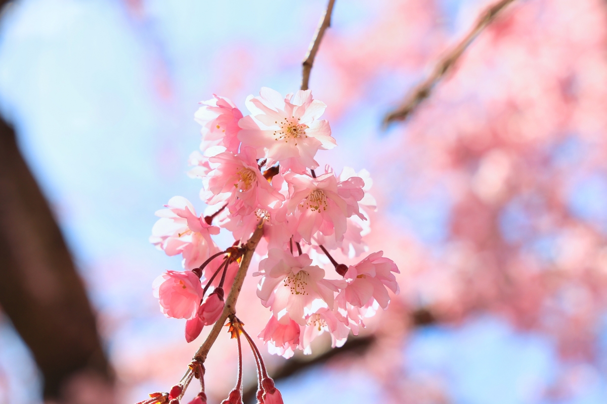 被用作開花期預測指標的染井吉野櫻是日本最具代表性的櫻花。