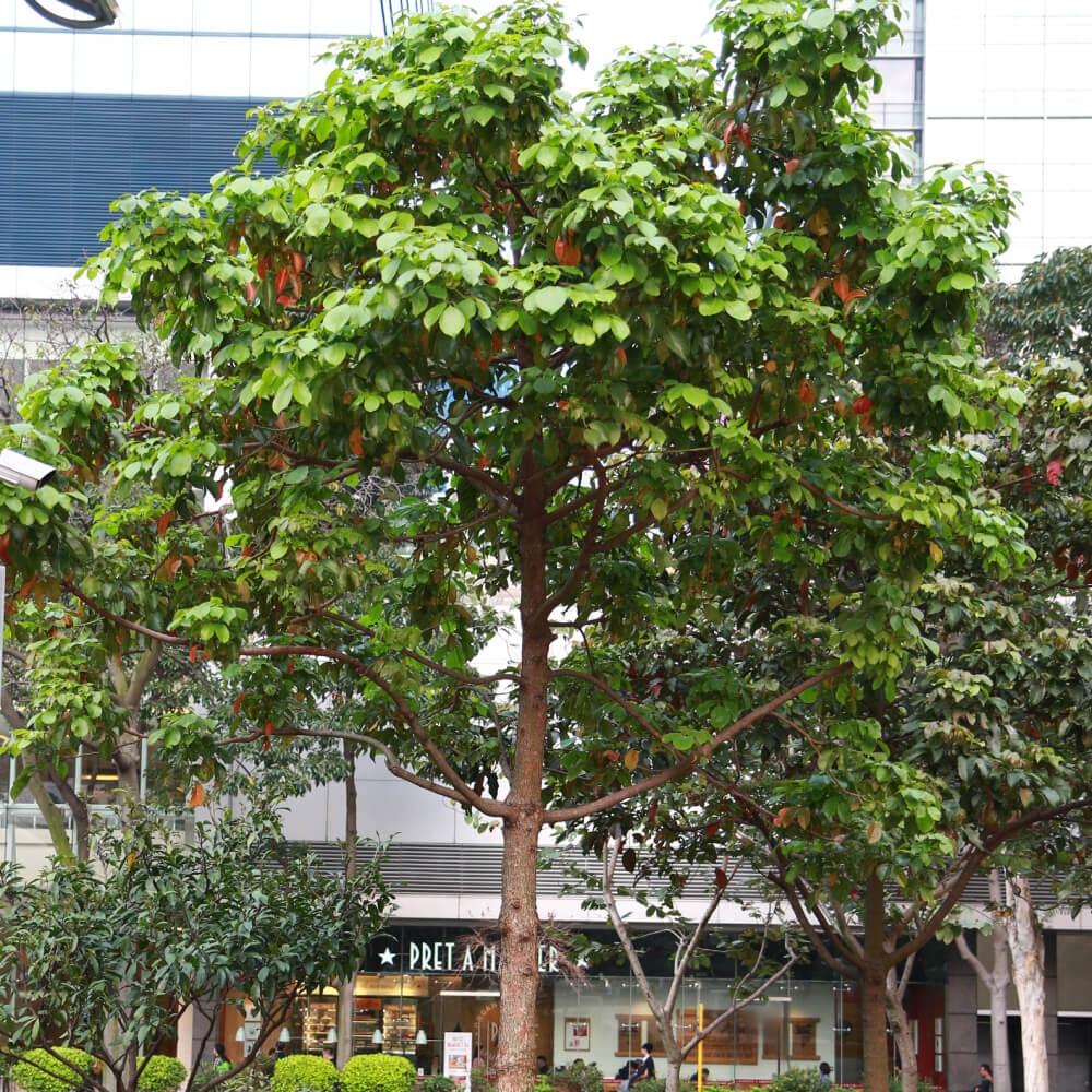 香港於2021/22年度於市區種樹數量僅18400棵。